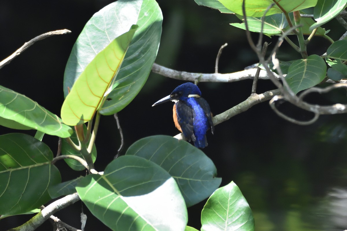 Shining-blue Kingfisher - ML149539041