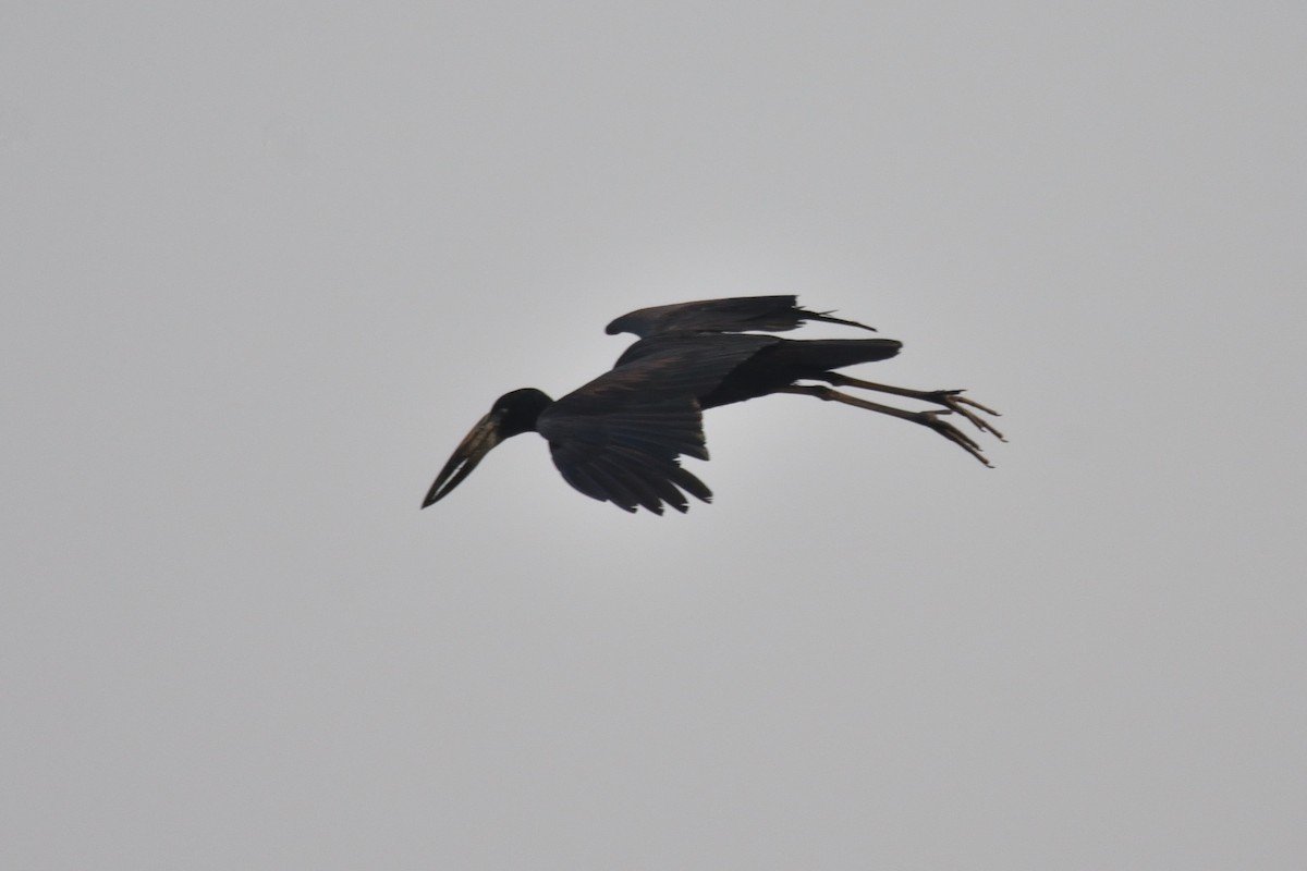 African Openbill - Santiago Caballero Carrera