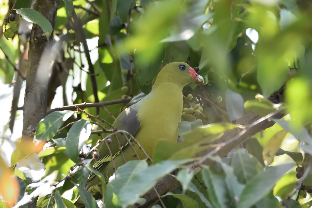 African Green-Pigeon - ML149539311