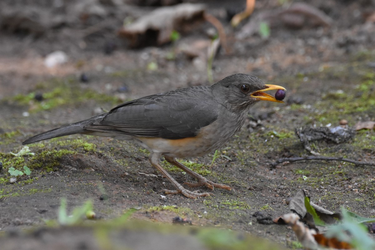 African Thrush - ML149539451