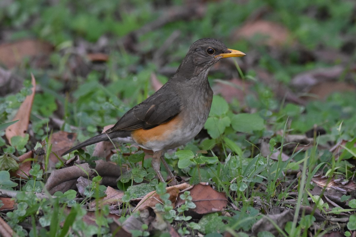 African Thrush - ML149539461