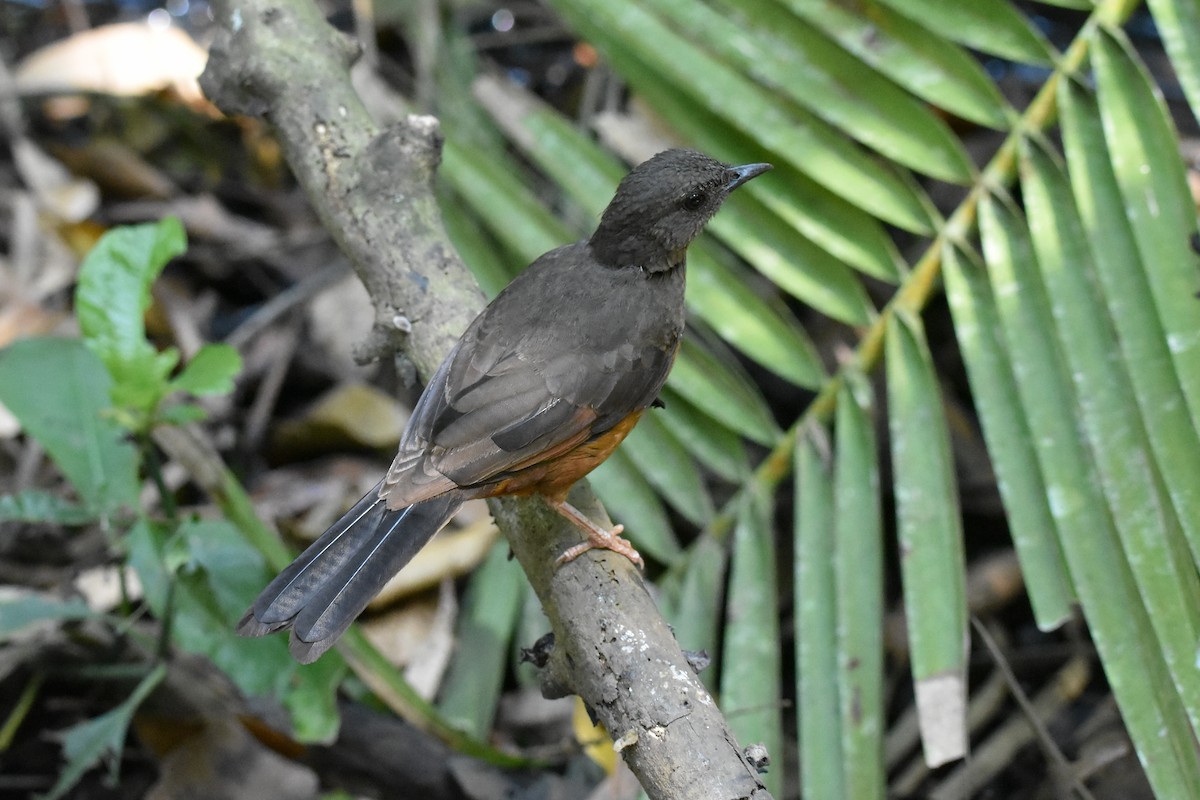 White-tailed Ant-Thrush - Santiago Caballero Carrera