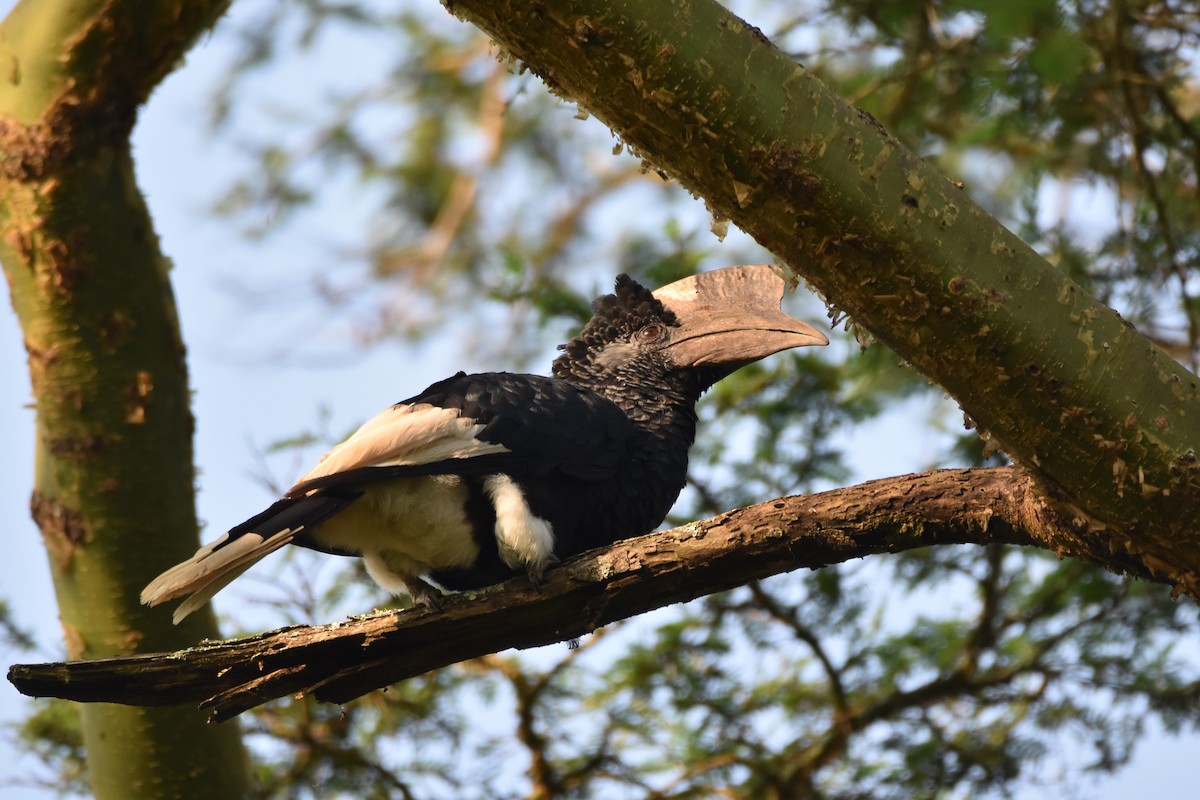 Black-and-white-casqued Hornbill - ML149539571