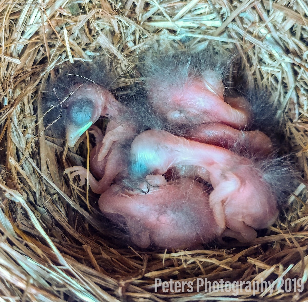 Eastern Bluebird - ML149540851