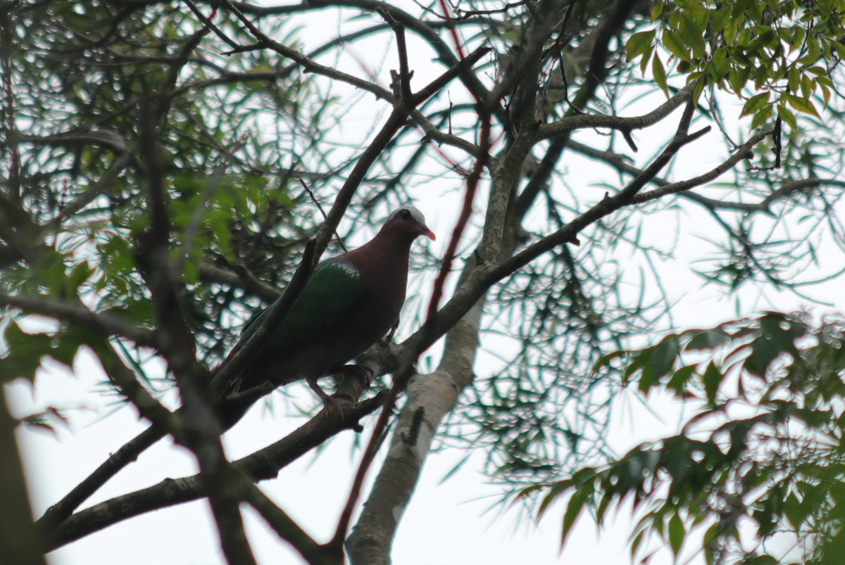 Asian Emerald Dove - ML149540891