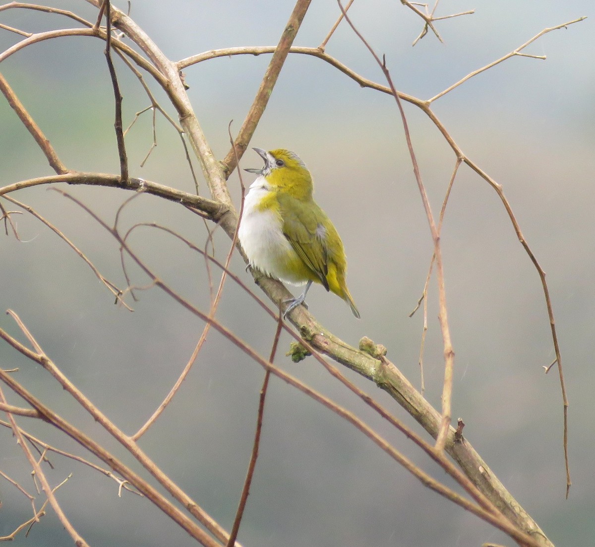 Golden-bellied Euphonia - ML149541111