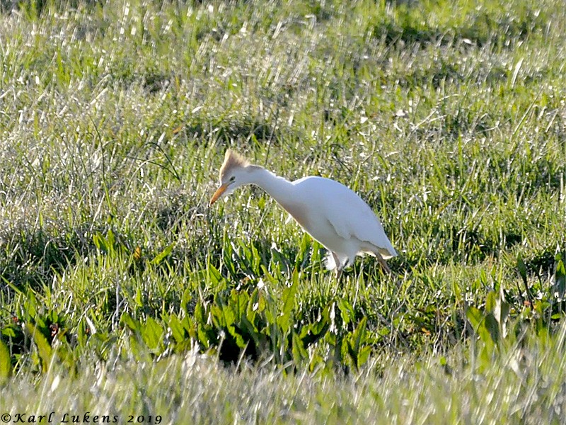 Western Cattle Egret - ML149542521