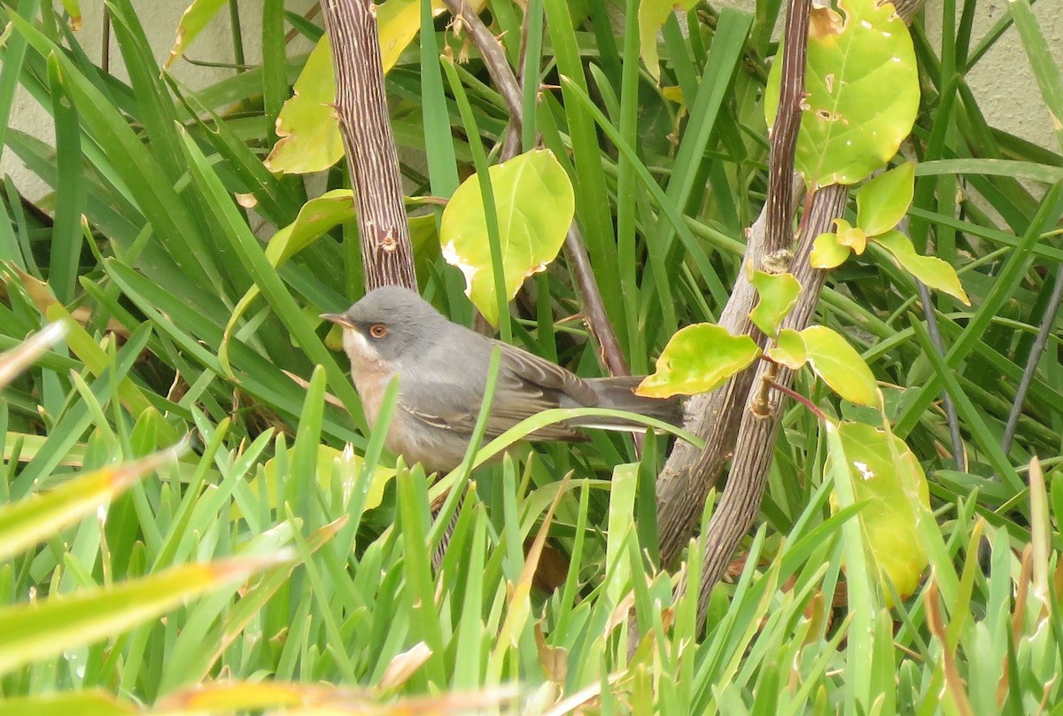 Western/Eastern Subalpine Warbler - ML149542821