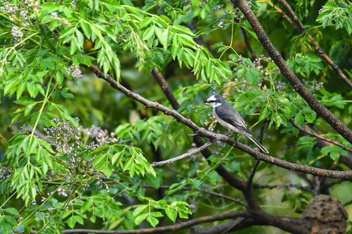 小灰山椒鳥 - ML149543081