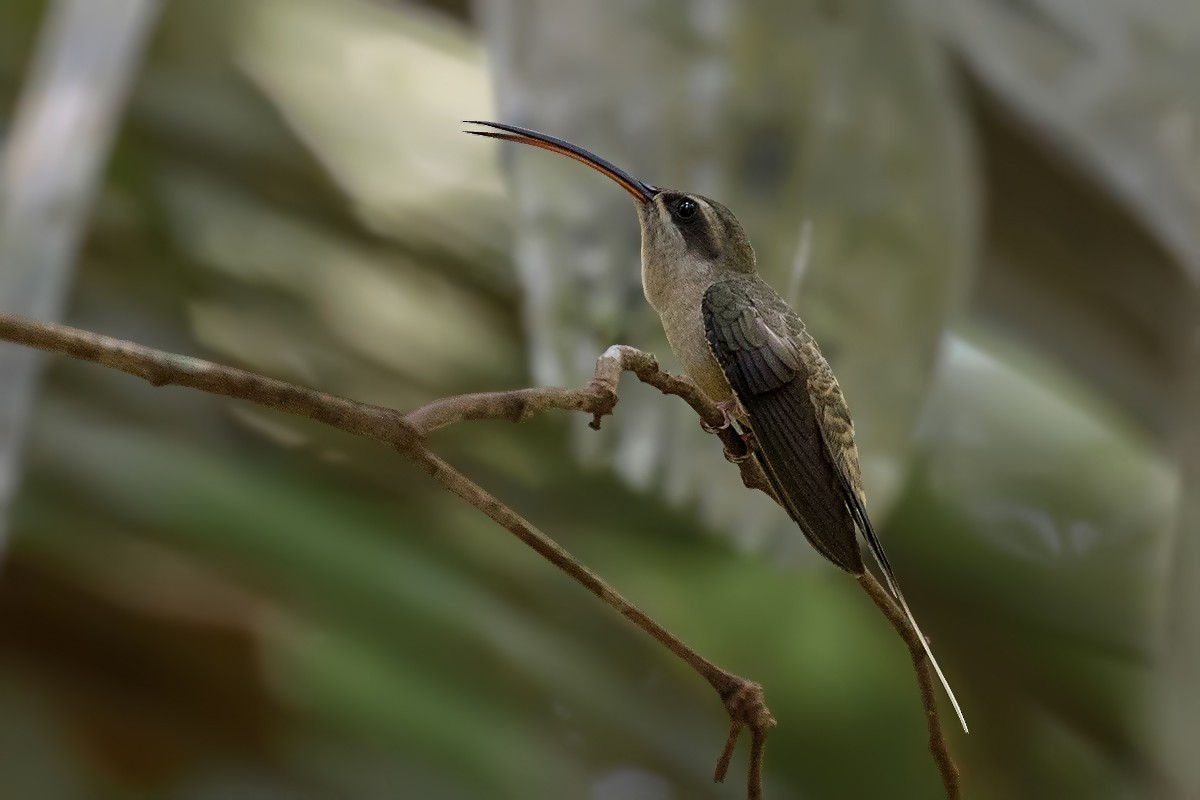 Long-tailed Hermit - Alexandre Gualhanone