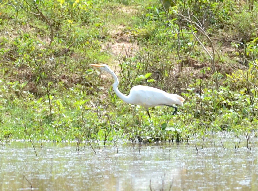 Great Egret (American) - ML149544201