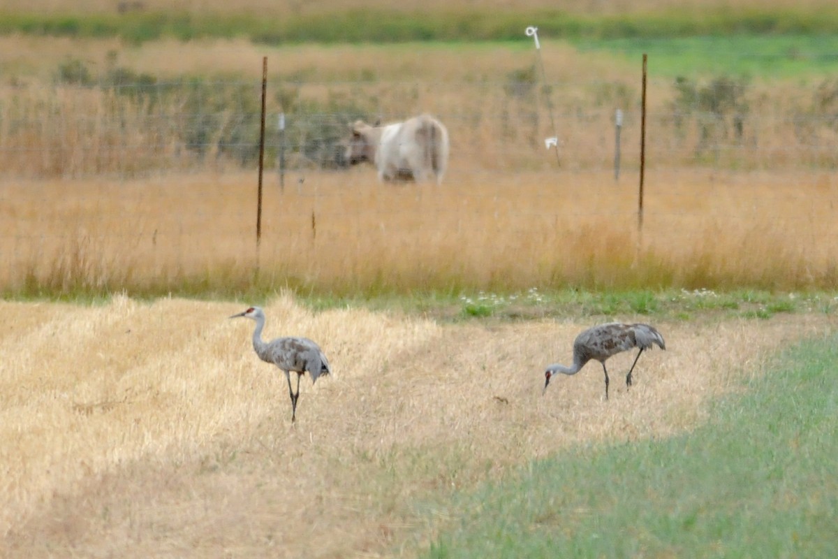 Grulla Canadiense - ML149544811