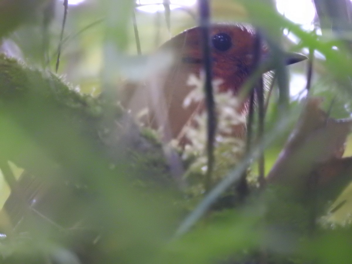 Equatorial Antpitta - ML149545411