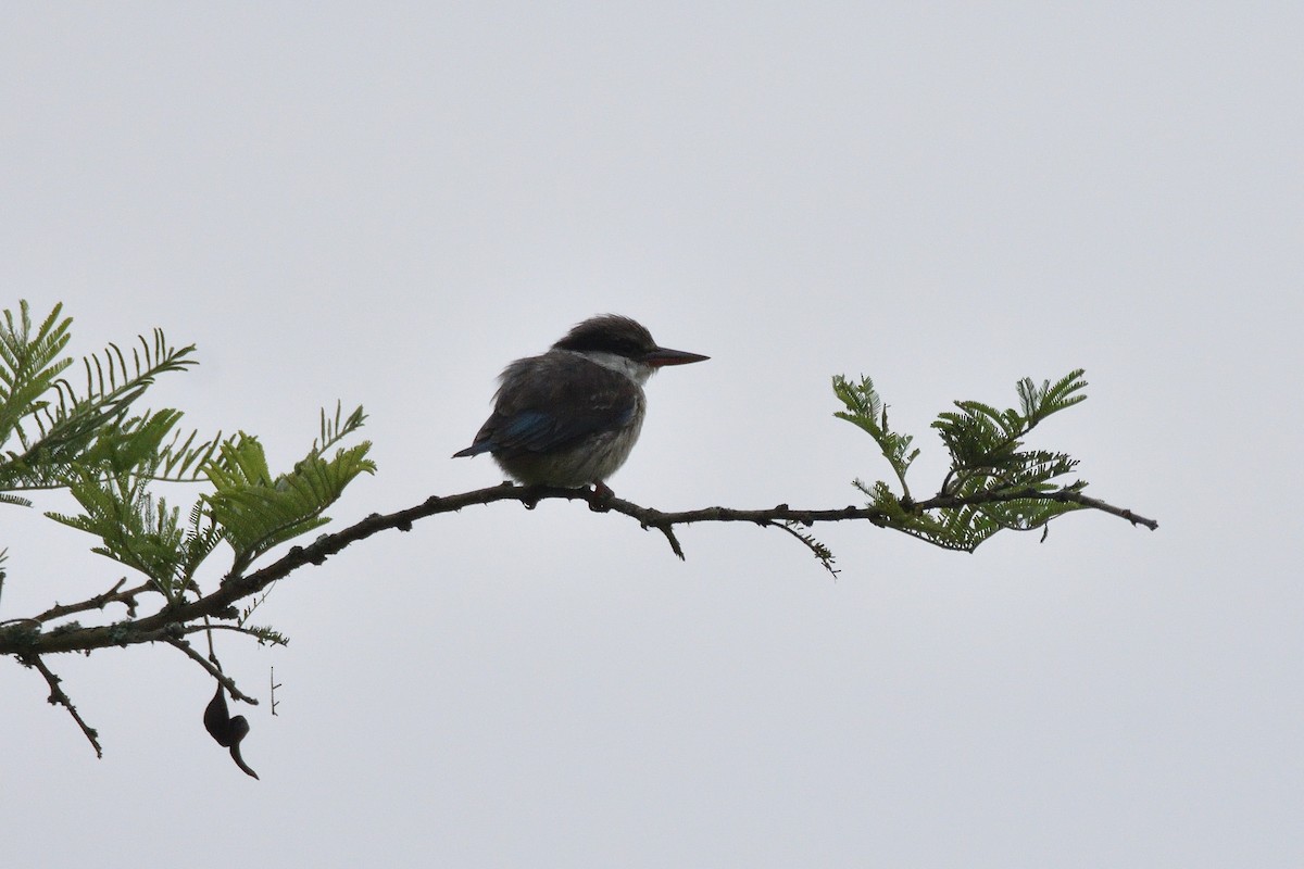 Striped Kingfisher - ML149548881