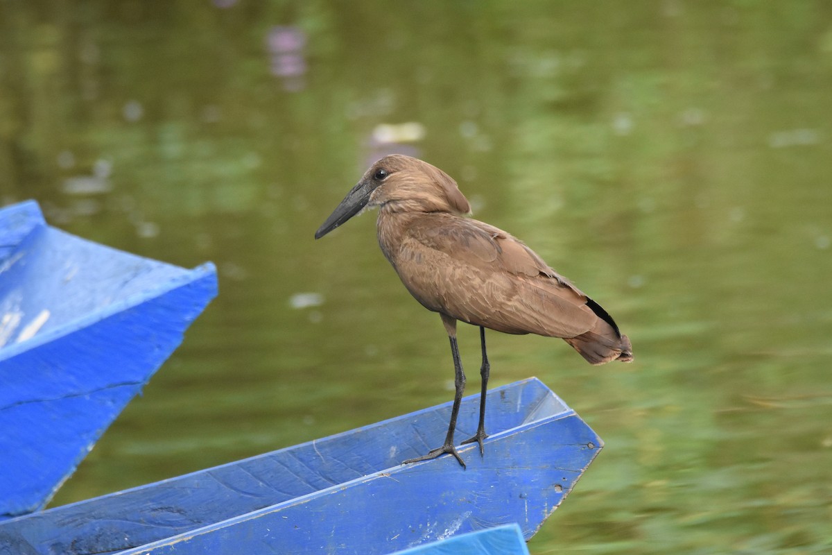 Hamerkop - Santiago Caballero Carrera