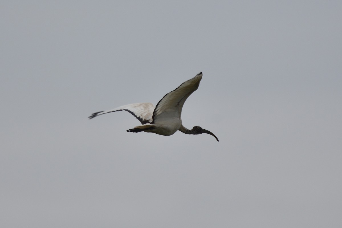 ibis posvátný - ML149549551