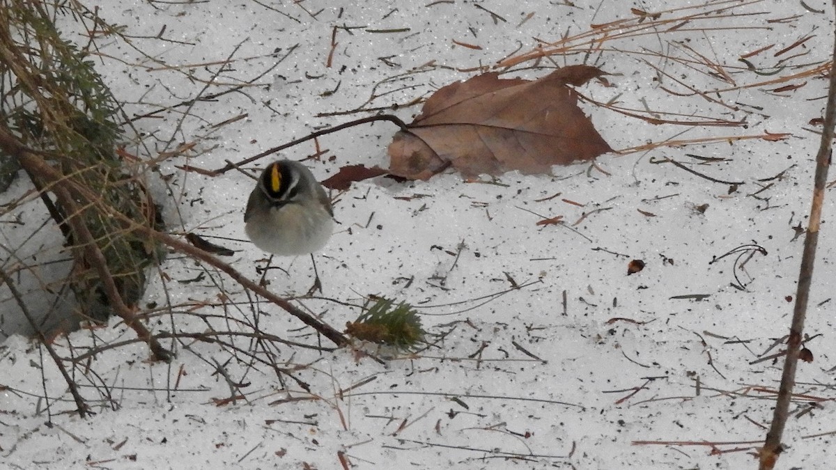 Golden-crowned Kinglet - Robert Huxley