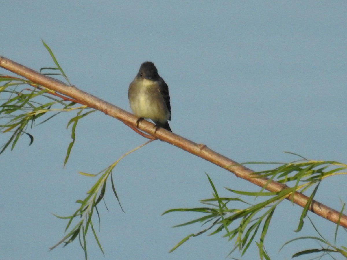 Olive-sided Flycatcher - ML149553071