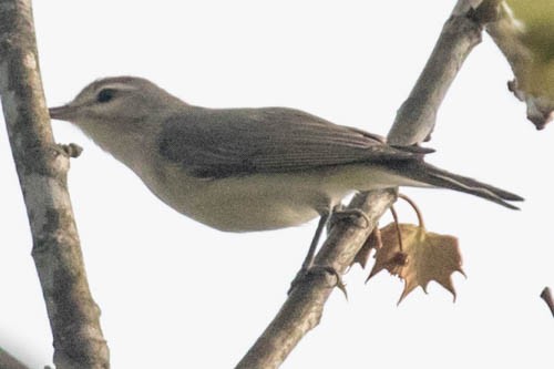 Warbling Vireo - ML149553251