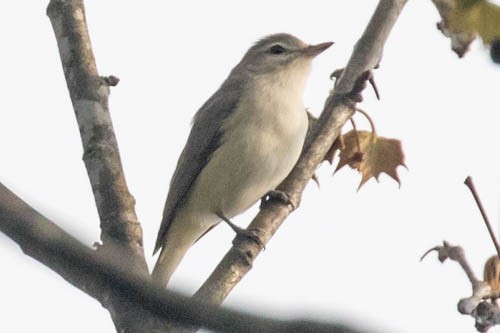 Warbling Vireo - ML149553261