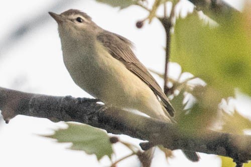 Warbling Vireo - ML149553271