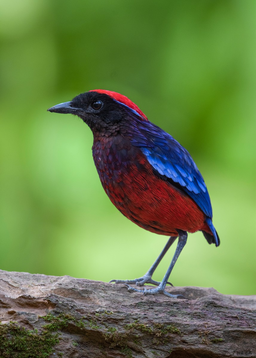 Garnet Pitta - Wai Loon Wong