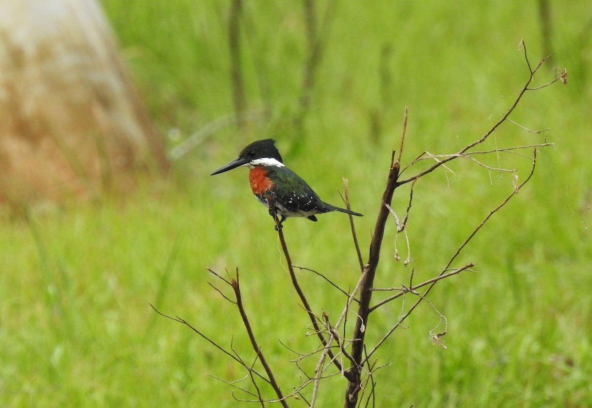 Green Kingfisher - ML149554851