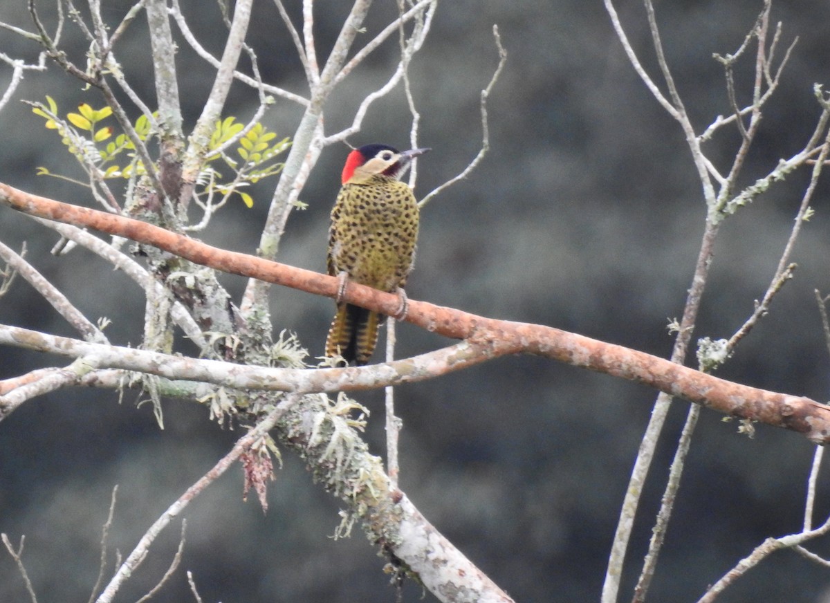 Green-barred Woodpecker - ML149554961