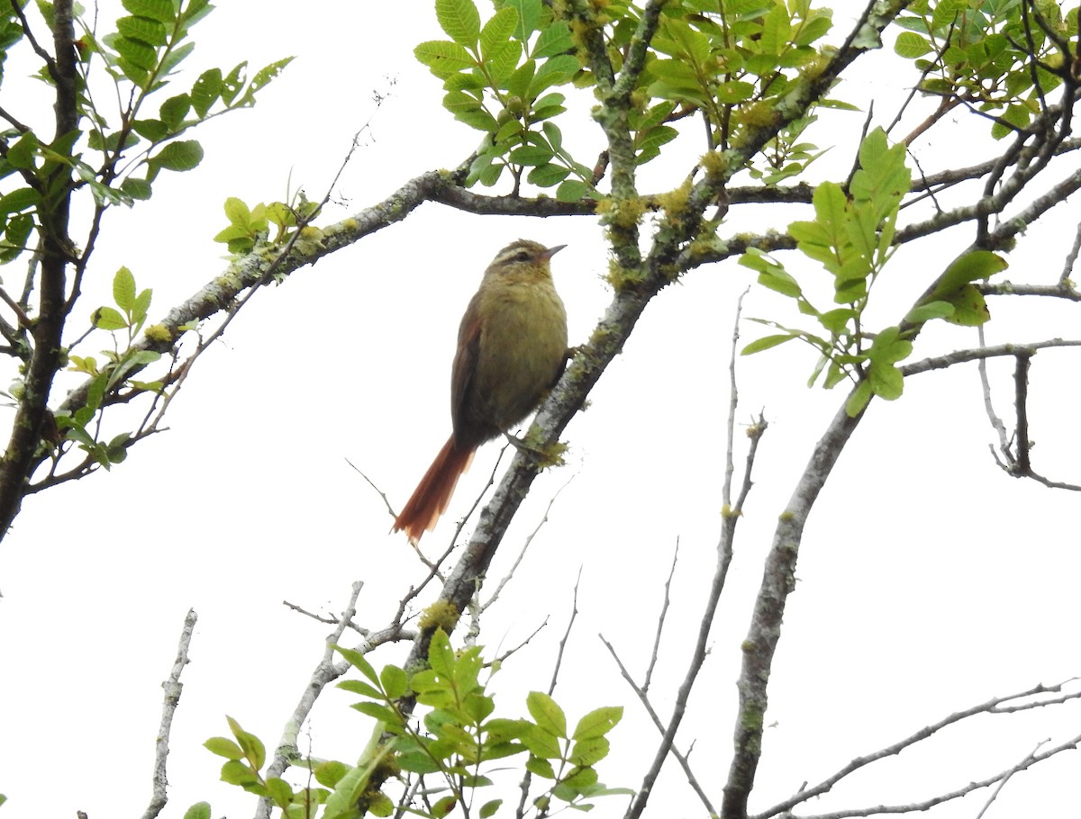 Olive Spinetail - ML149555171