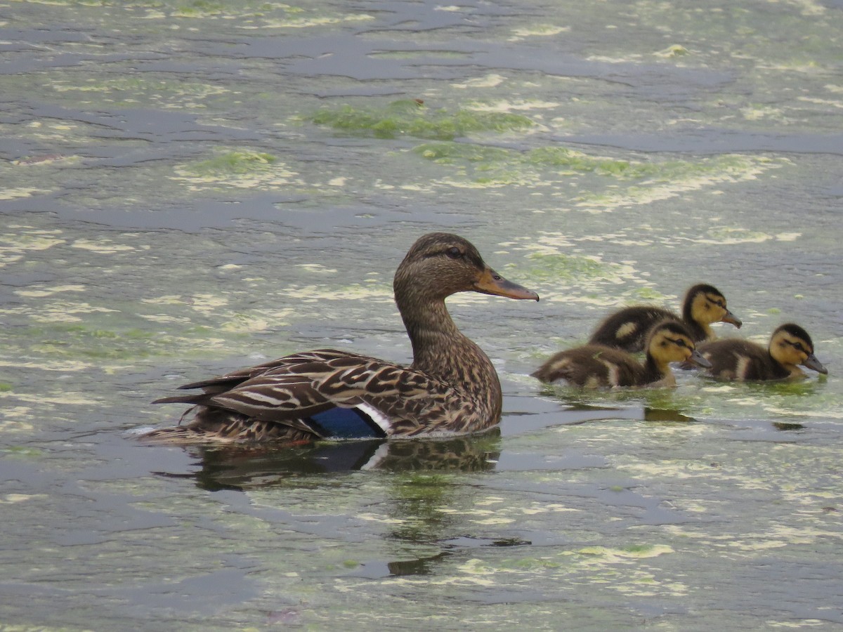 Mallard - ML149558581
