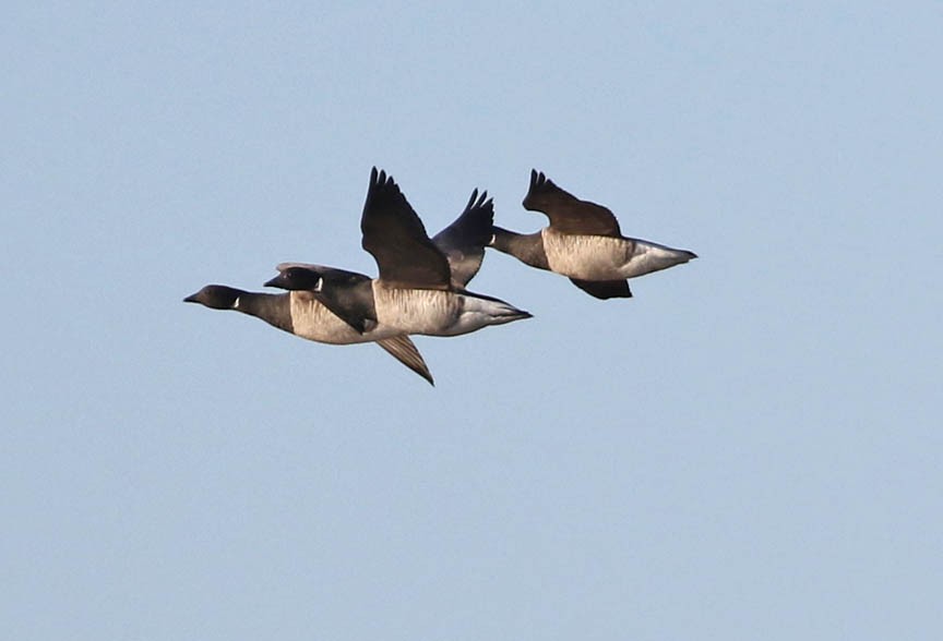 Brant - ML149558731