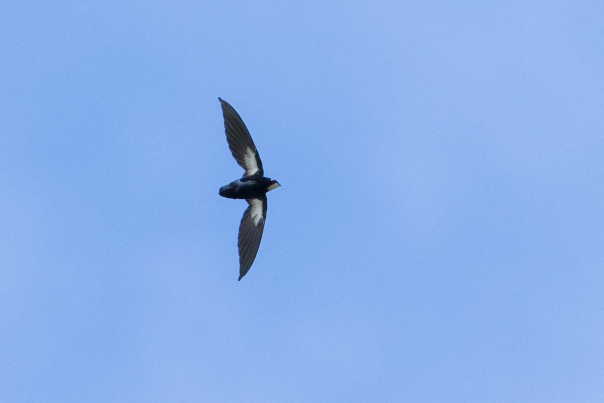 Philippine Spinetail - ML149560201