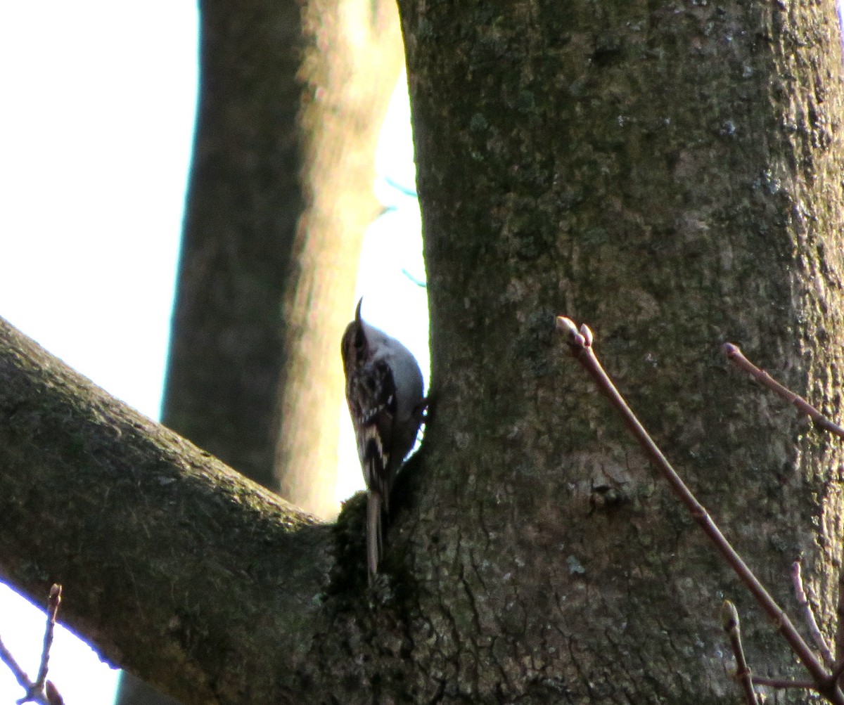 Amerika Tırmaşıkkuşu - ML149560831