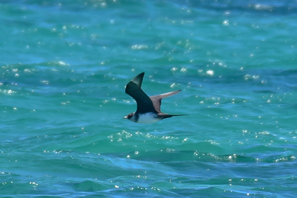 Parasitic Jaeger - Geoffrey Groom