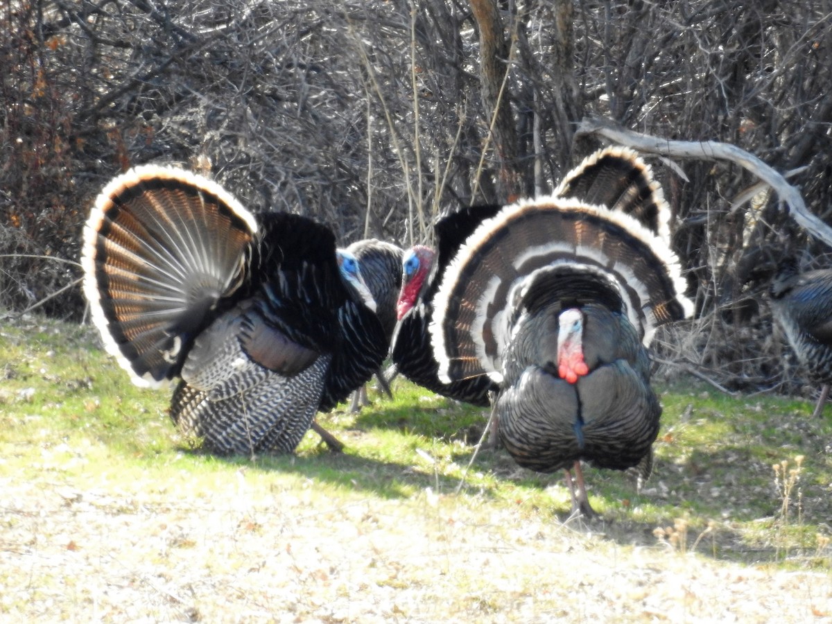 Wild Turkey - ML149561481