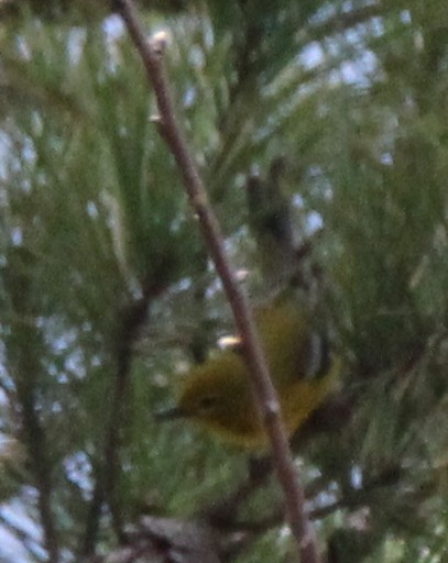 マツアメリカムシクイ - ML149564021