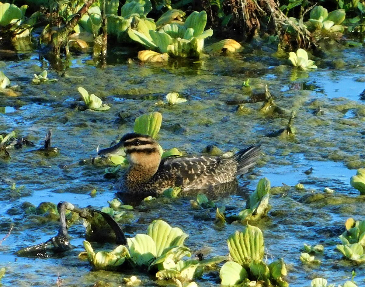 Masked Duck - ML149564351