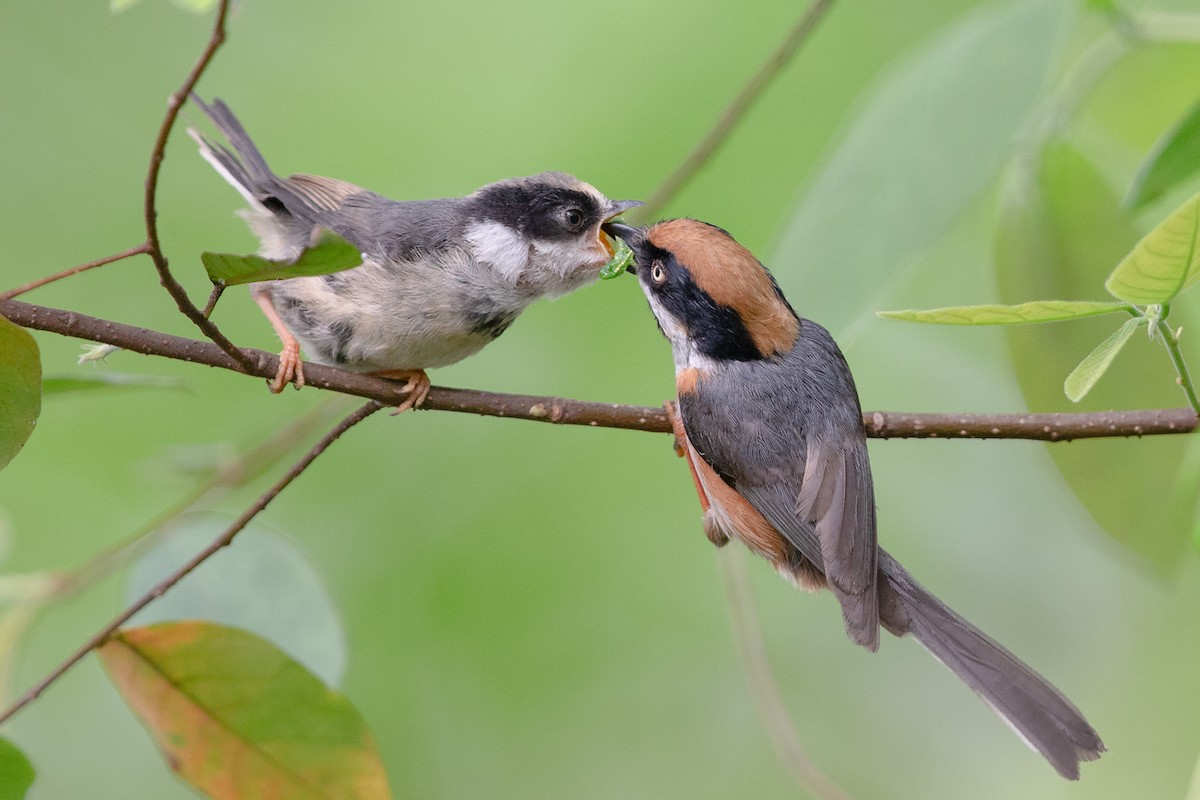 Black-throated Tit (Black-throated) - ML149564461