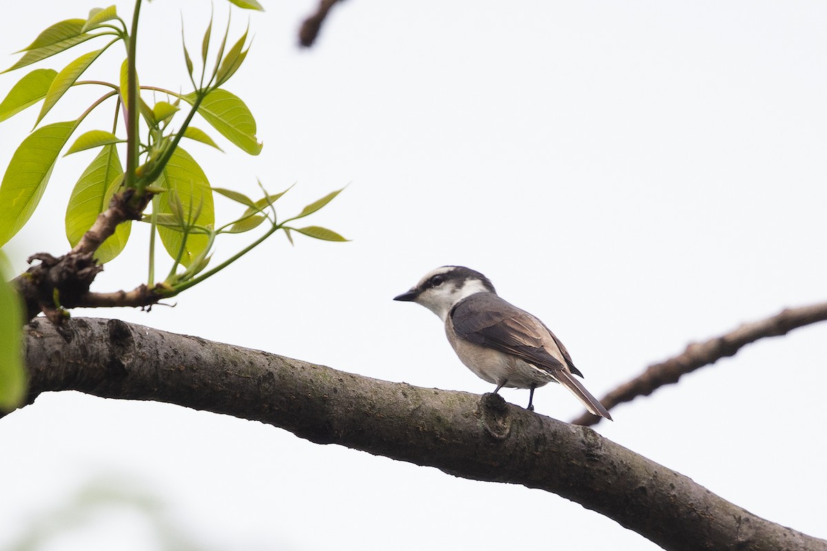Brown-rumped Minivet - ML149564601