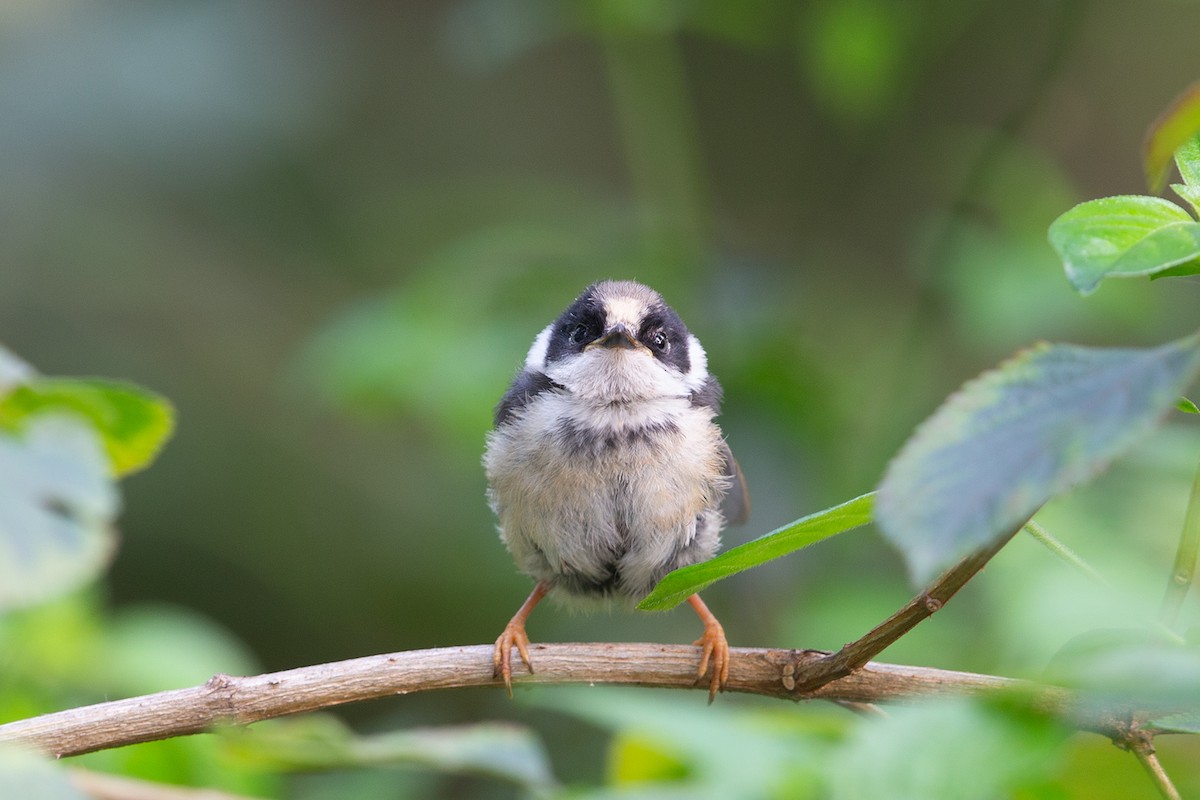 Ополовник рудоголовий [група concinnus] - ML149564771