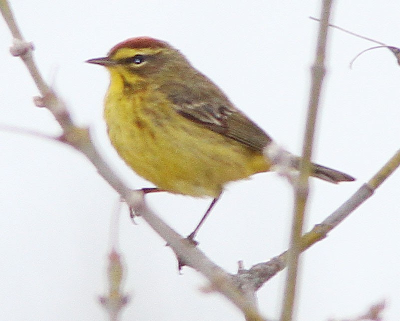 Palm Warbler - ML149564801