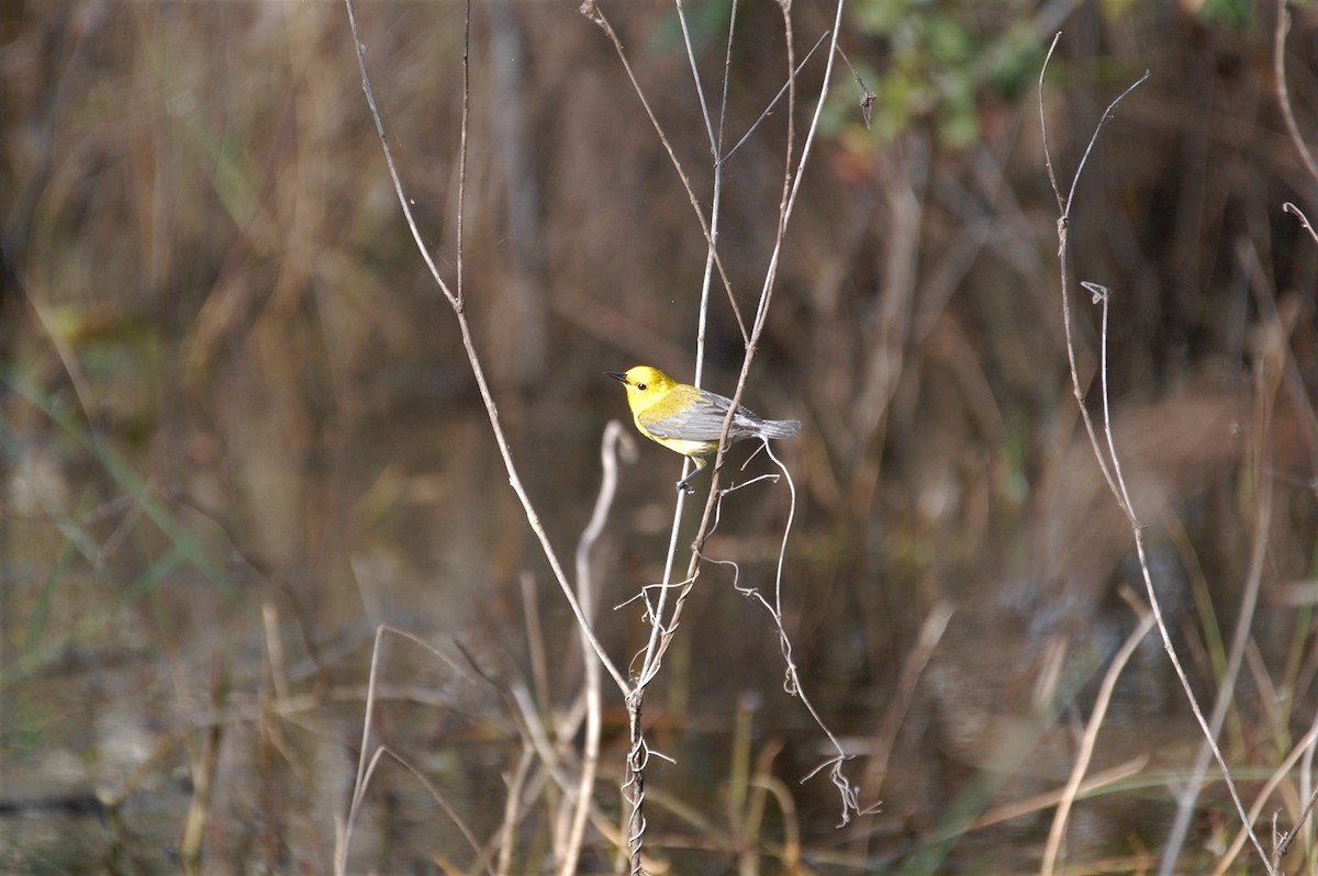 Prothonotary Warbler - Keely Ferrando