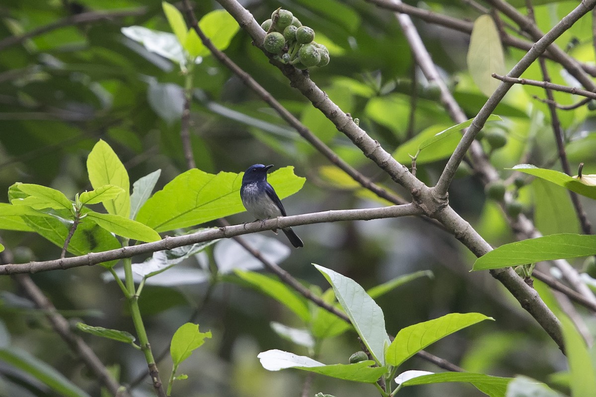 Нільтава темновола - ML149565281