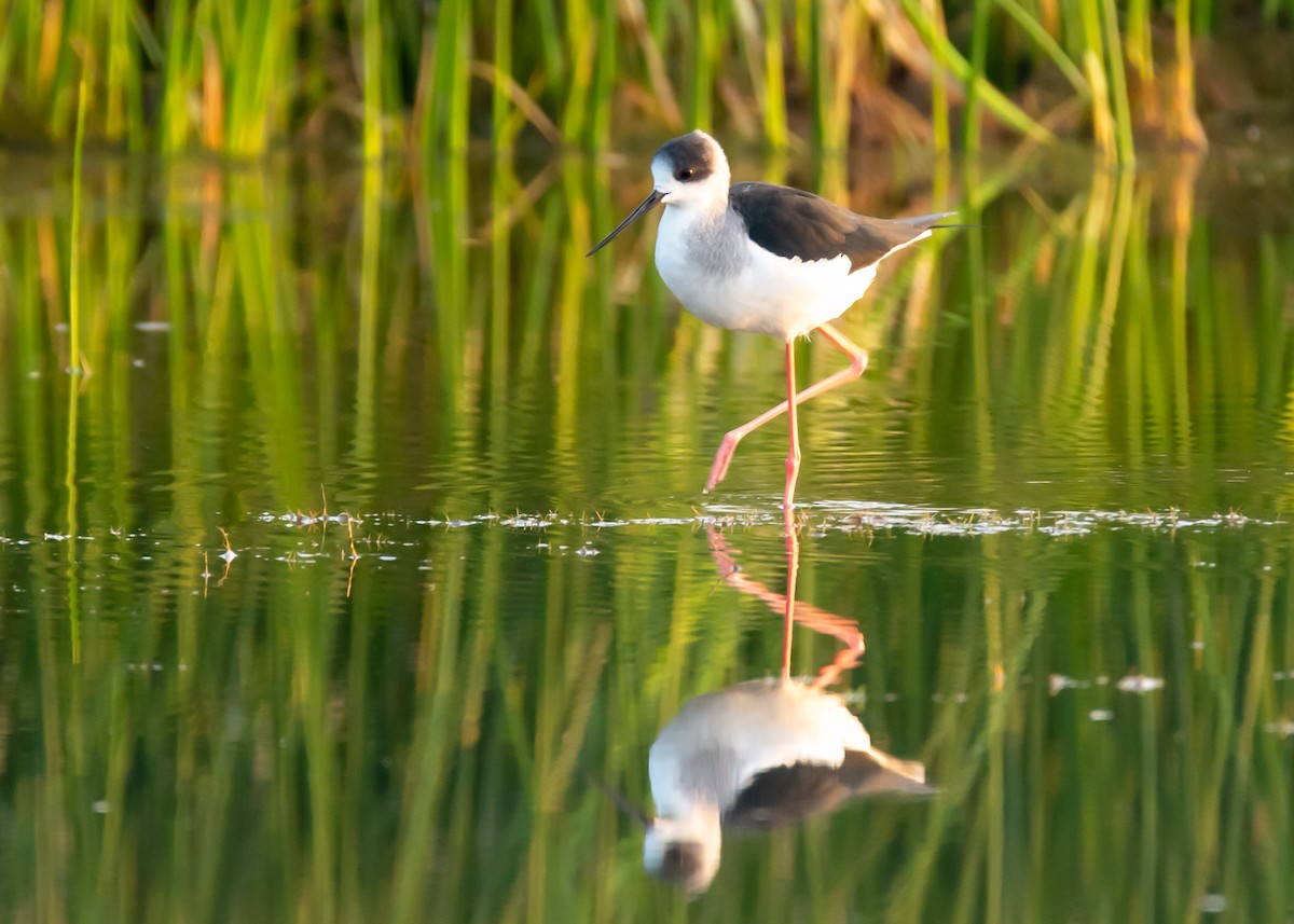 Black-winged Stilt - ML149565691