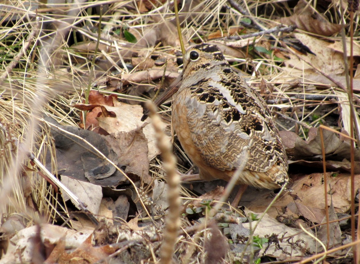 American Woodcock - ML149566761