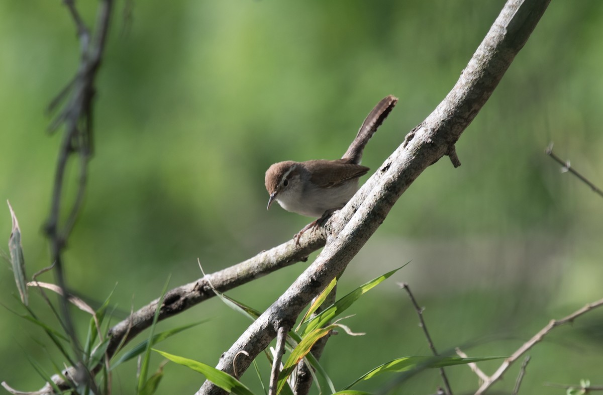 Bewick's Wren - ML149567251