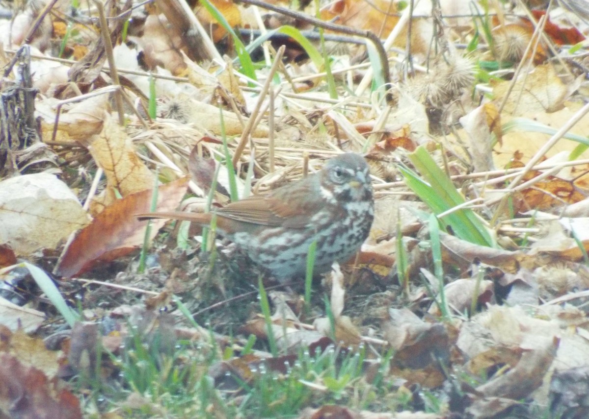 Fox Sparrow - ML149567311