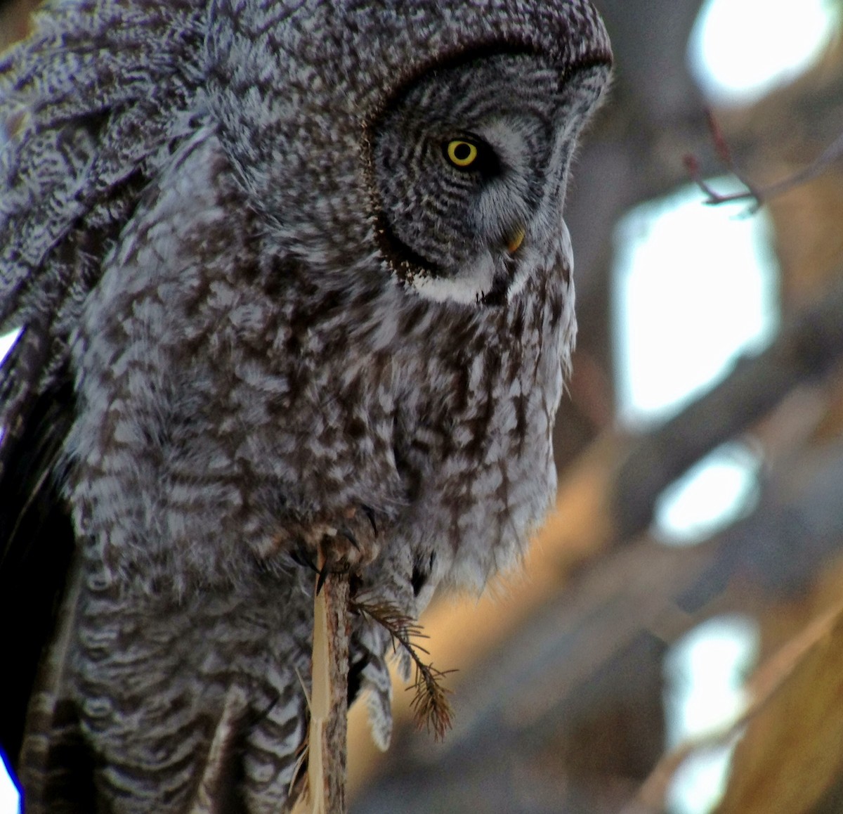 Great Gray Owl - ML149568731