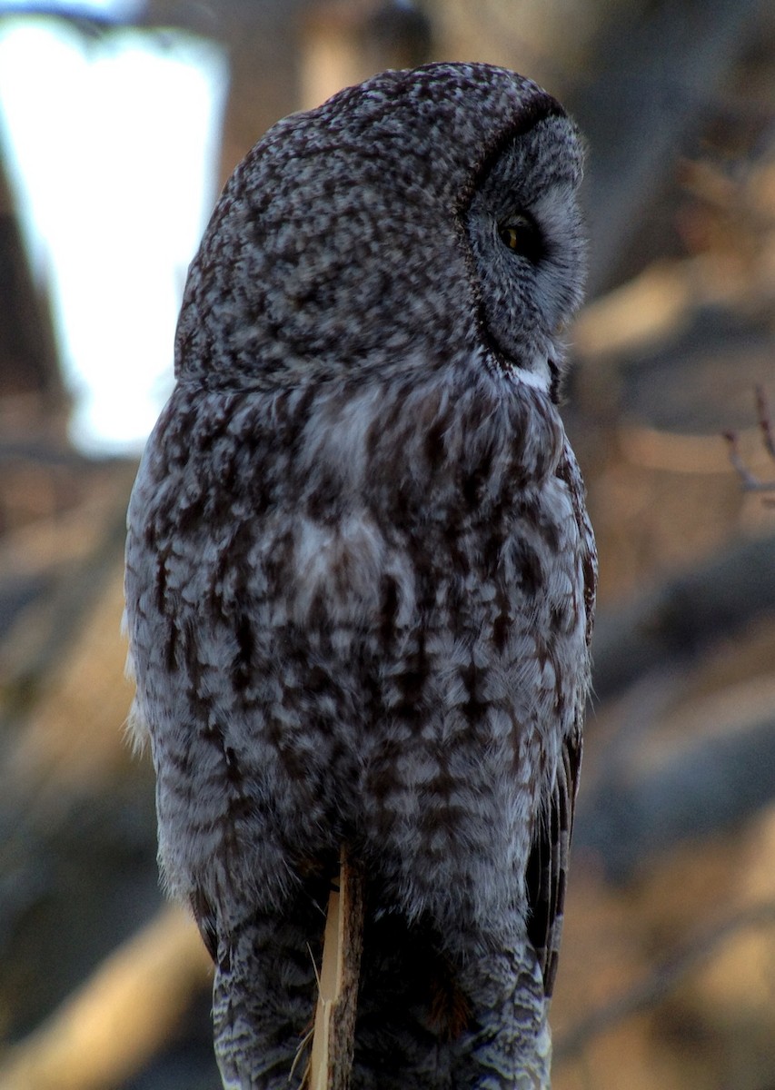 Great Gray Owl - ML149568781