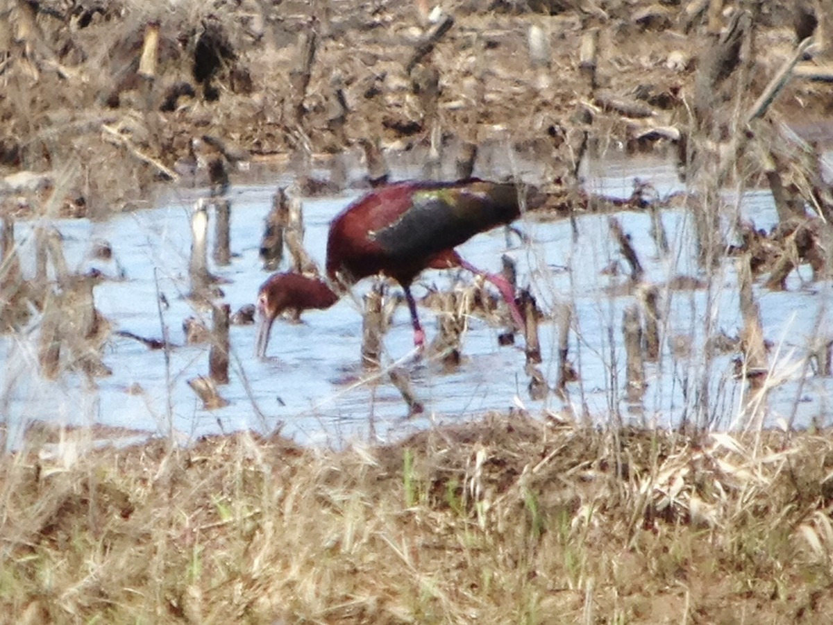 ibis americký - ML149568821
